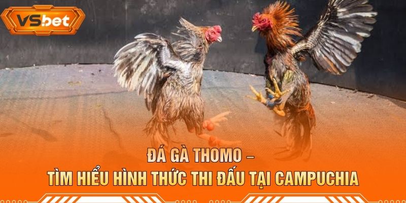 Đá Gà Thomo – Tìm Hiểu Hình Thức Thi Đấu Tại Campuchia